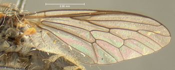 Media type: image;   Entomology 27046 Aspect: wing